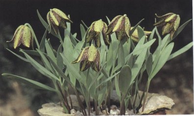 Fritillaria crassifolia